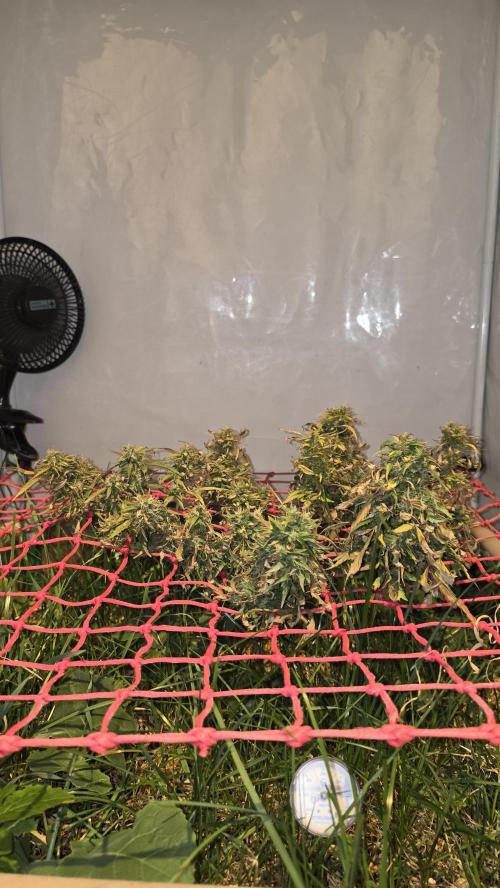 Neville's Haze. Week 18 - NH 2 Day 121