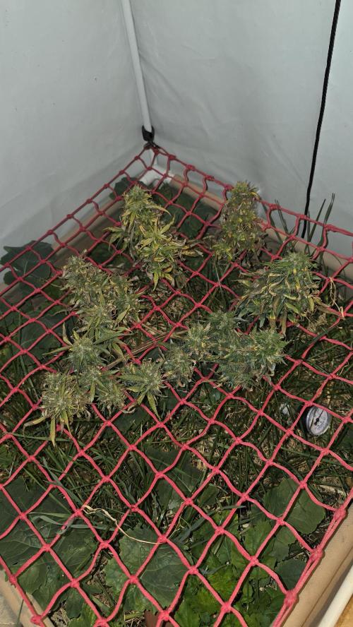 Neville's Haze. Week 18 - NH 2 Day 121