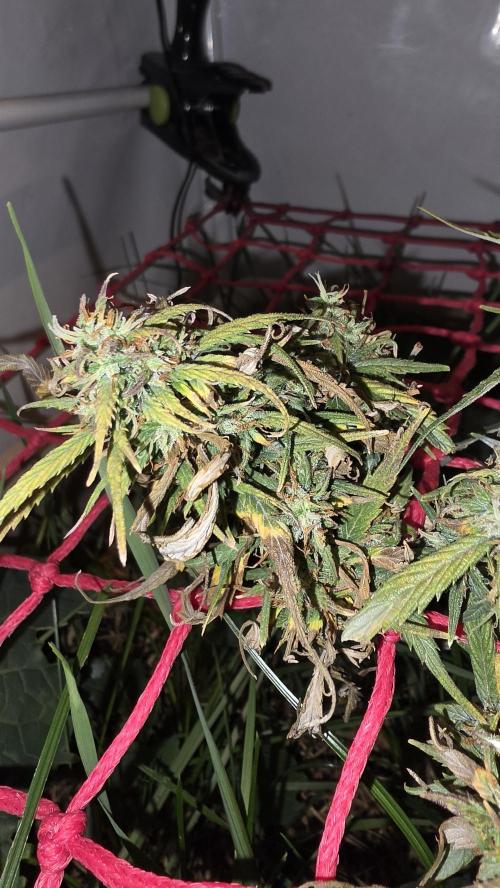 Neville's Haze. Week 18 - NH 2 Day 121