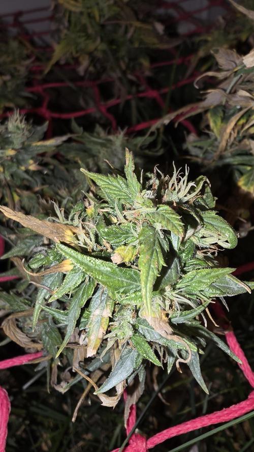 Neville's Haze. Week 18 - NH 2 Day 121