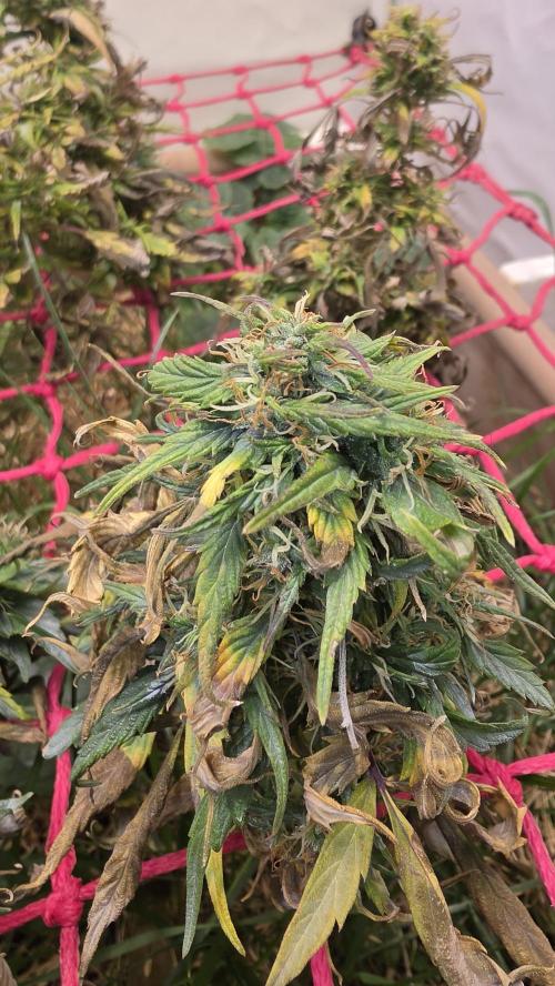 Neville's Haze. Week 18 - NH 2 Day 121