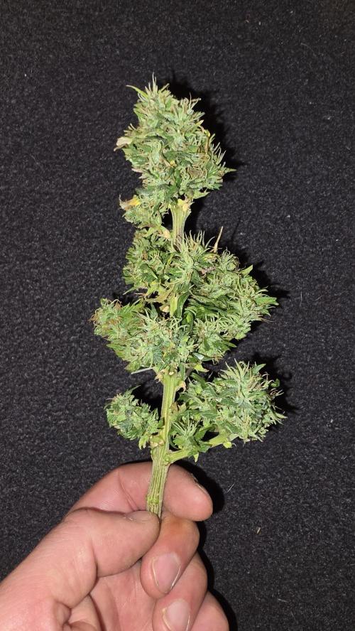 Neville's Haze. Week 18
