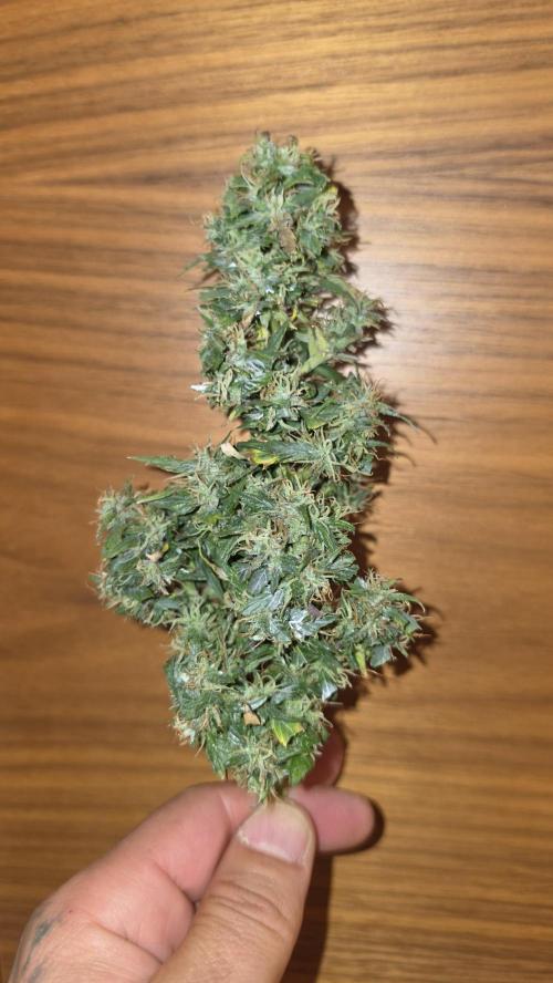 Neville's Haze. Week 18