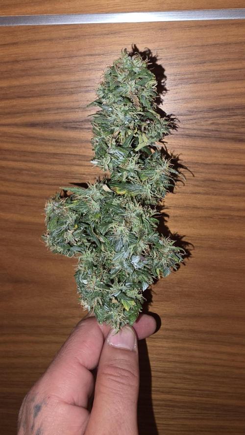 Neville's Haze. Week 18