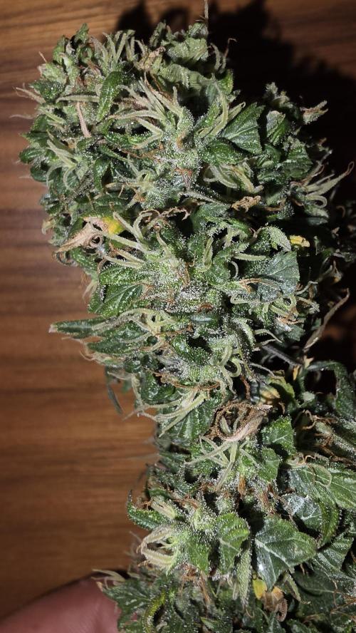 Neville's Haze. Week 18