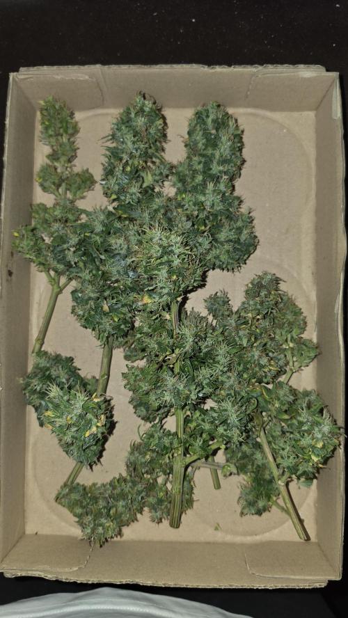 Neville's Haze. Week 18