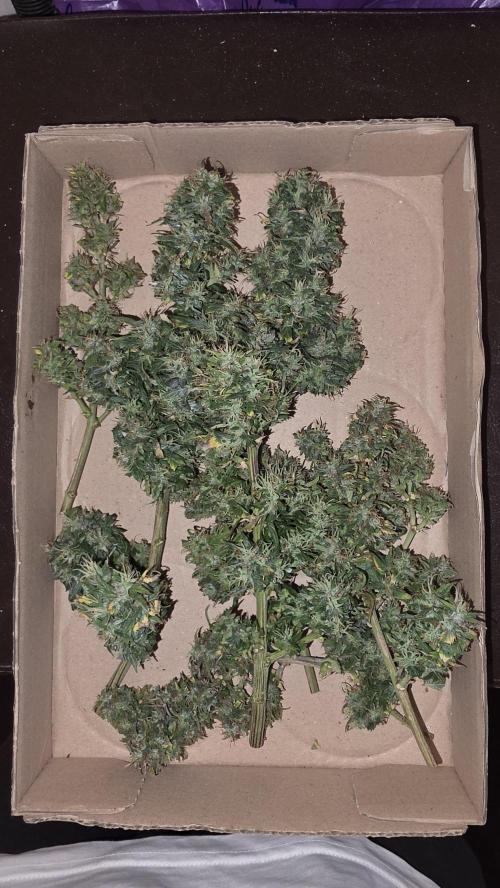 Neville's Haze. Week 18