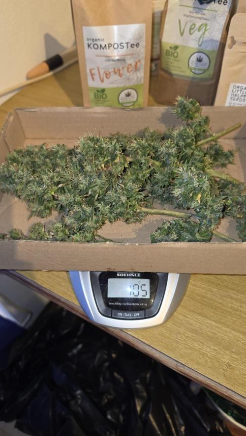 Neville's Haze. Week 18