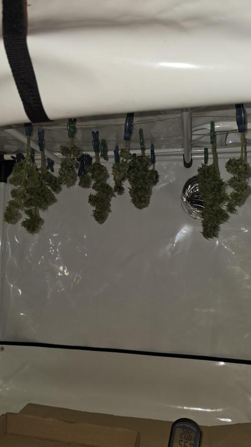 Neville's Haze. Week 18