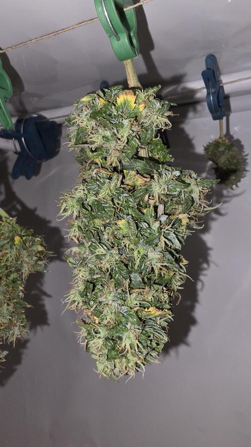 Neville's Haze. Week 18