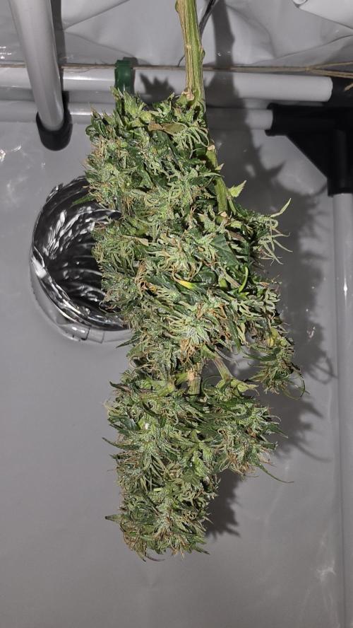 Neville's Haze. Week 18