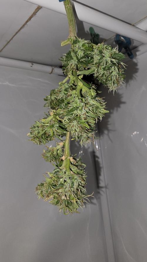 Neville's Haze. Week 18