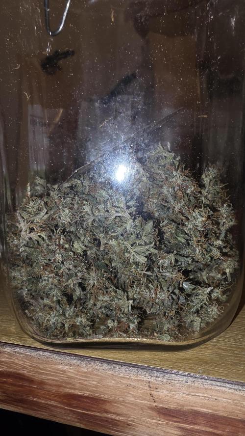 Nevilles Haze. Week 18
