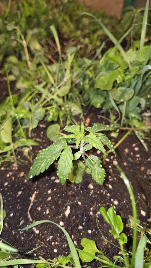 ACE once again. 3x Super Malawi Haze. Week 3 - SMH 1 Day 15