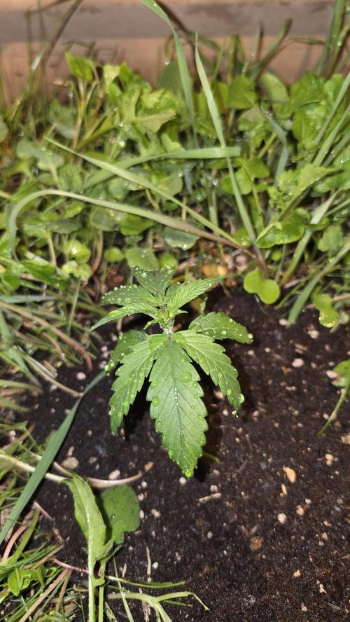ACE once again. 3x Super Malawi Haze. Week 3 - SMH 2 Day 15