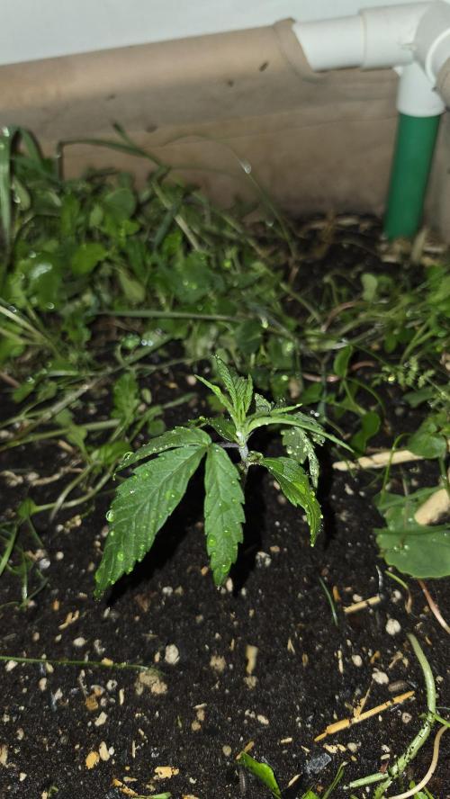 ACE once again. 3x Super Malawi Haze. Week 3 - SMH 3 Day 15