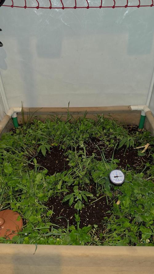 ACE once again. 3x Super Malawi Haze. Week 3 - Day 15