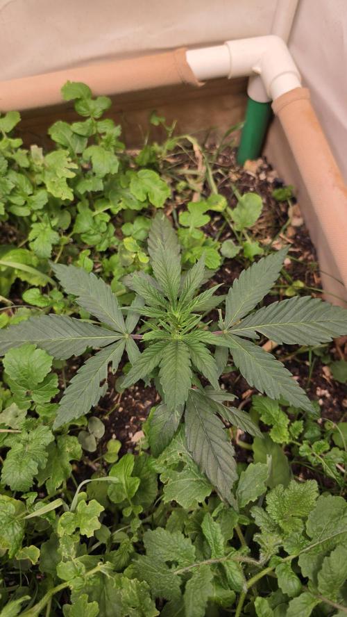 ACE once again. 3x Super Malawi Haze. Week 4 - SMH 2 Day 22