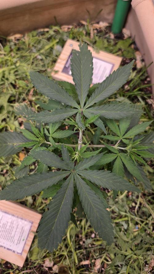 ACE once again. 3x Super Malawi Haze. Week 5 - SMH 2 Day 29