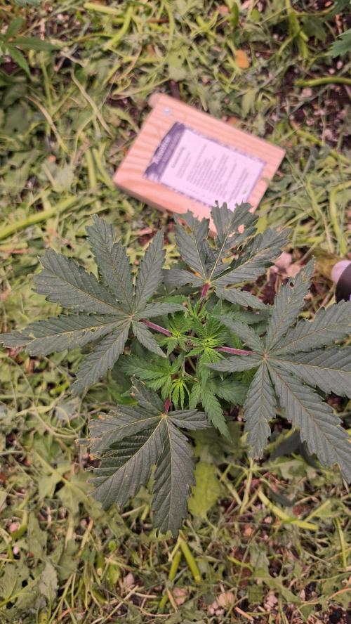 ACE once again. 3x Super Malawi Haze. Week 5 - SMH 3 Day 29