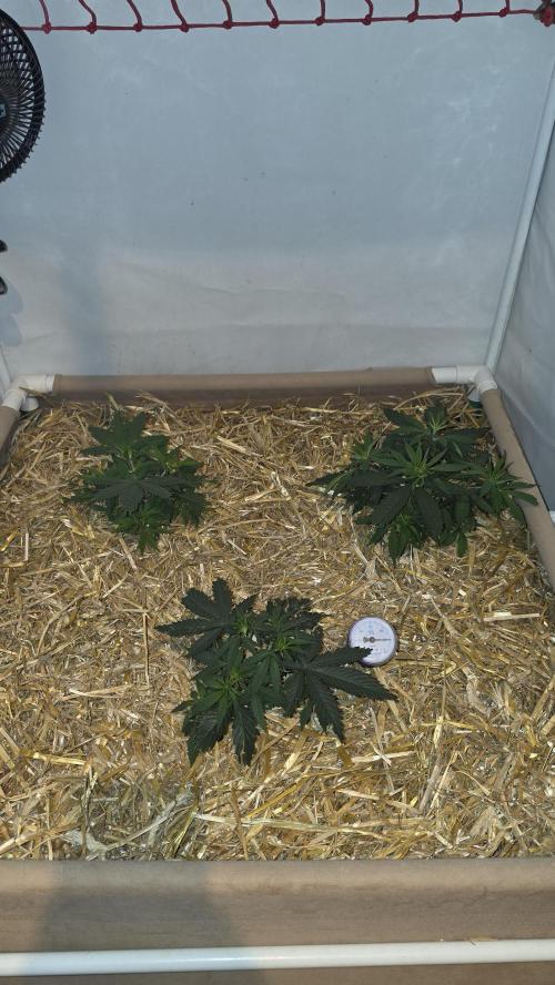 ACE once again. 3x Super Malawi Haze. Week 5 - Day 33