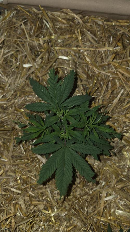 ACE once again. 3x Super Malawi Haze. Week 5 - SMH 1 Day 33