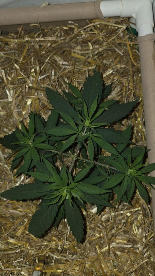 ACE once again. 3x Super Malawi Haze. Week 5 - SMH 2 Day 33