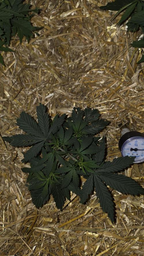 ACE once again. 3x Super Malawi Haze. Week 5 - SMH 3 Day 33