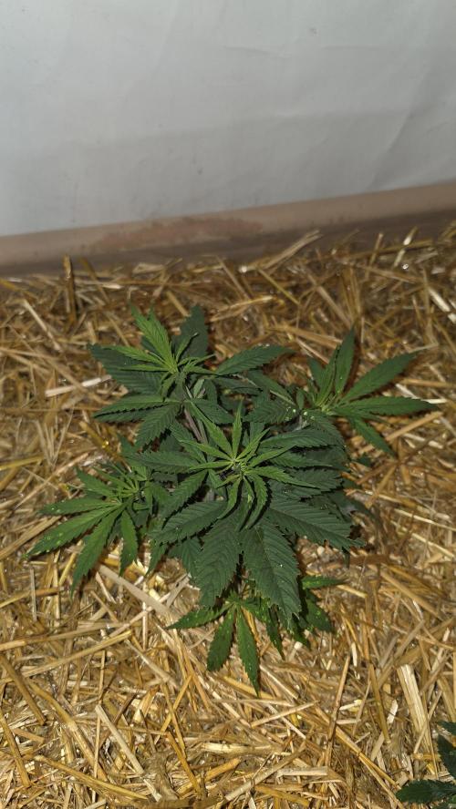 ACE once again. 3x Super Malawi Haze. Week 6 - SMH 1 Day 36