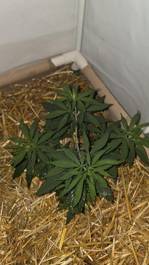 ACE once again. 3x Super Malawi Haze. Week 6 - SMH 2 Day 36