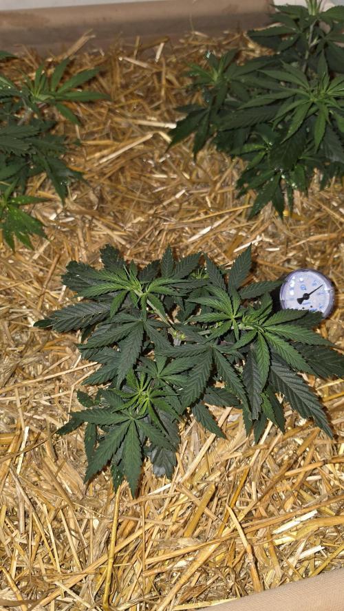 Super Malawi Haze. Week 6