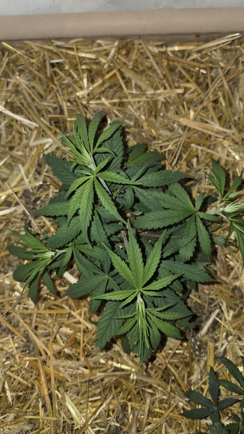 ACE once again. 3x Super Malawi Haze. Week 6 - SMH 1 Day 38