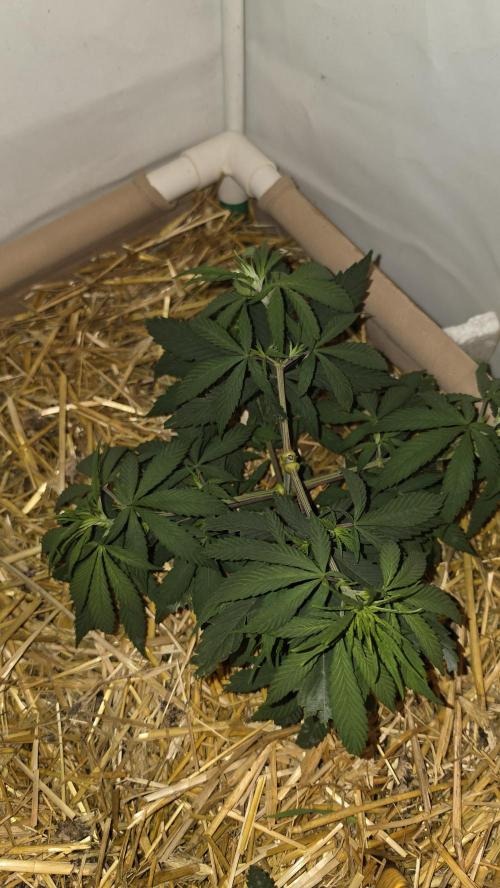 ACE once again. 3x Super Malawi Haze. Week 6 - SMH 2 Day 38