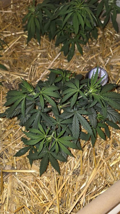 ACE once again. 3x Super Malawi Haze. Week 6 - SMH 3 Day 38