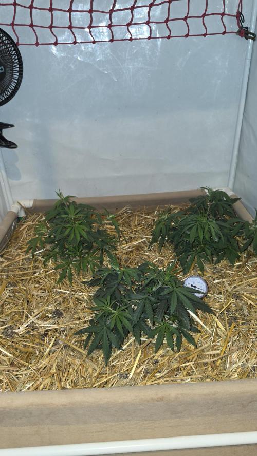 Super Malawi Haze. Week 6
