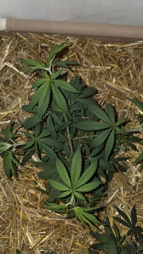 ACE once again. 3x Super Malawi Haze. Week 6 - SMH 1 Day 40