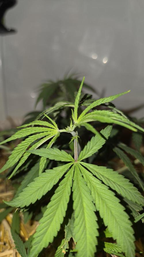 ACE once again. 3x Super Malawi Haze. Week 6 - SMH 1 Day 40
Topped again