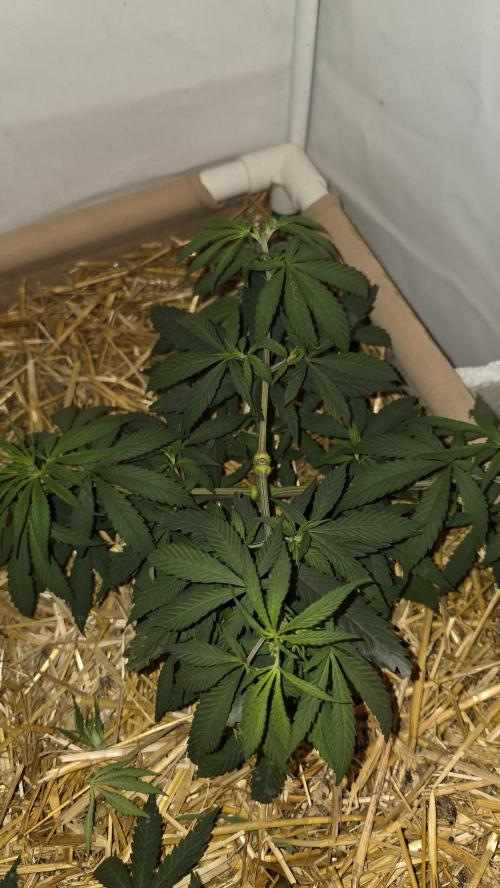 ACE once again. 3x Super Malawi Haze. Week 6 - SMH 2 Day 40