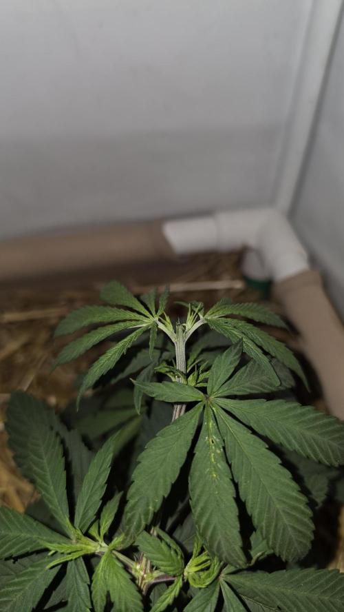 ACE once again. 3x Super Malawi Haze. Week 6 - SMH 2 Day 40
Topped again 