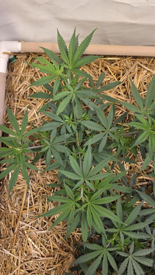ACE once again. 3x Super Malawi Haze. Week 7 - SMH 1 Day 43