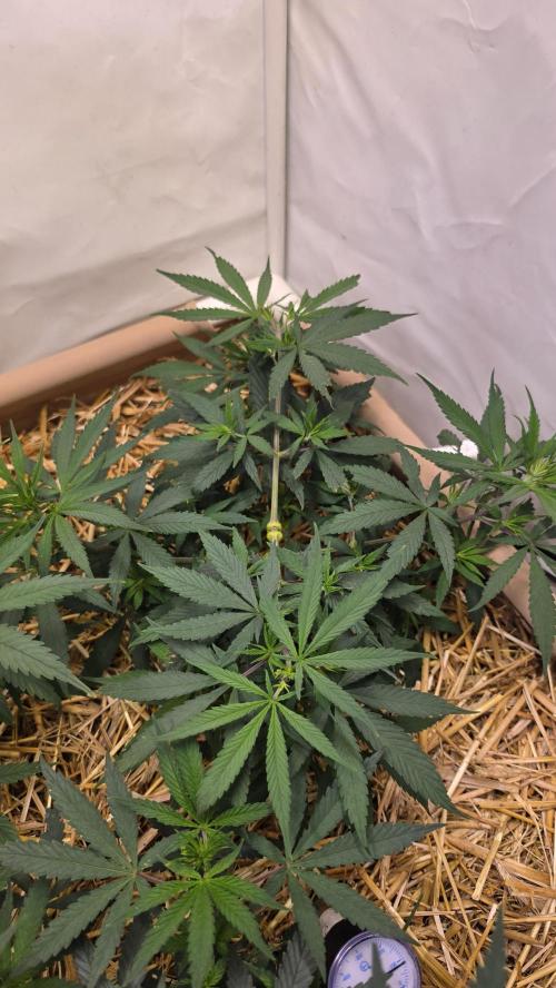 ACE once again. 3x Super Malawi Haze. Week 7 - SMH 2 Day 43