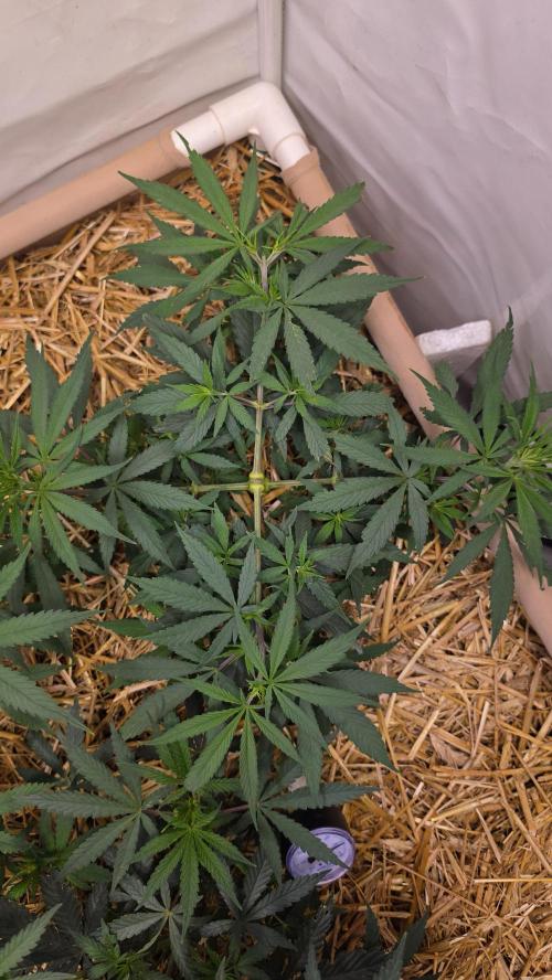 ACE once again. 3x Super Malawi Haze. Week 7 - SMH 2 Day 43