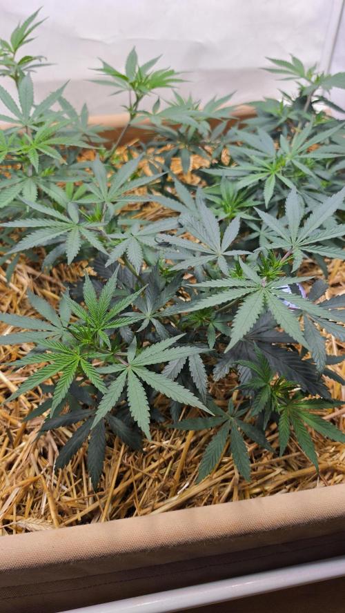 ACE once again. 3x Super Malawi Haze. Week 7 - SMH 3 Day 43