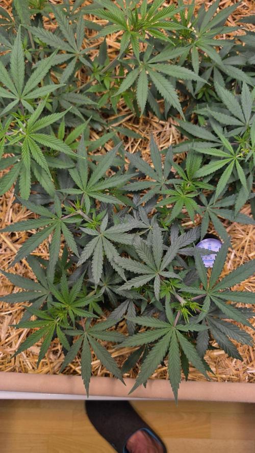Super Malawi Haze. Week 7