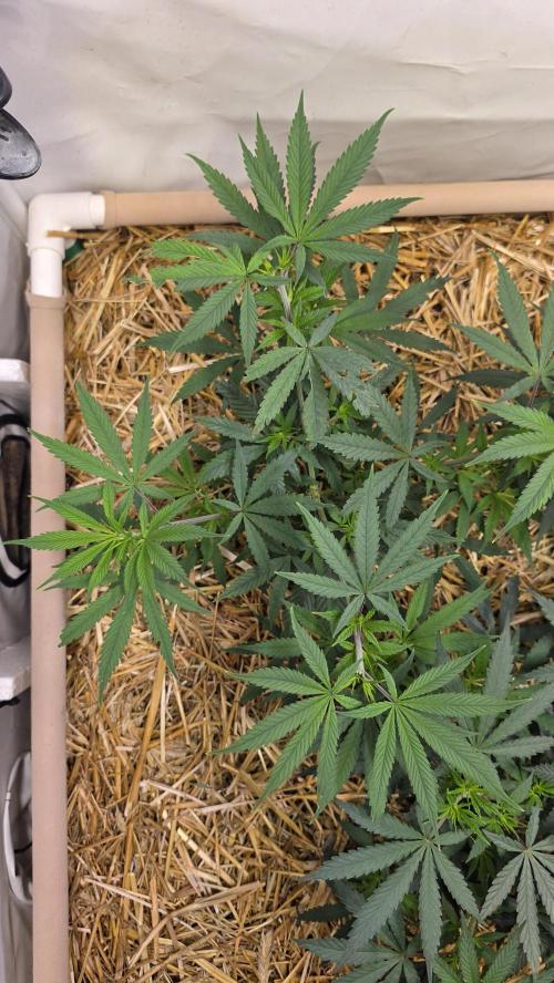 ACE once again. 3x Super Malawi Haze. Week 7 - SMH 1 Day 45