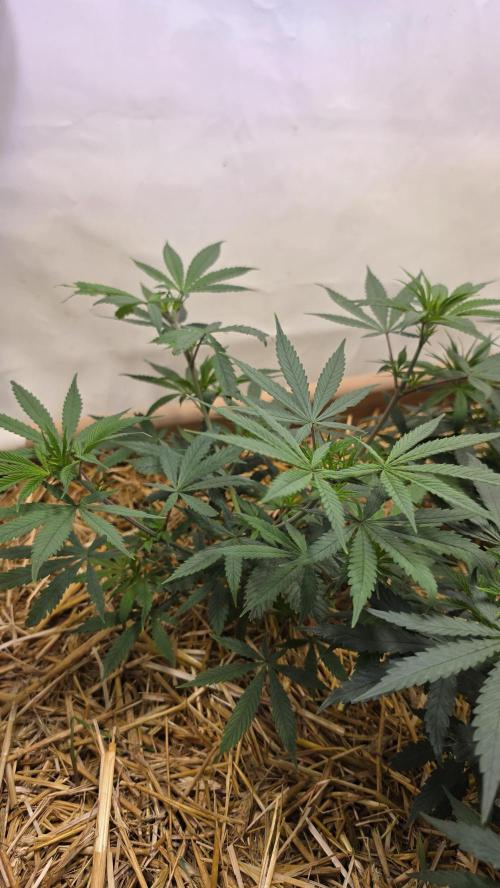 ACE once again. 3x Super Malawi Haze. Week 7 - SMH 1 Day 45