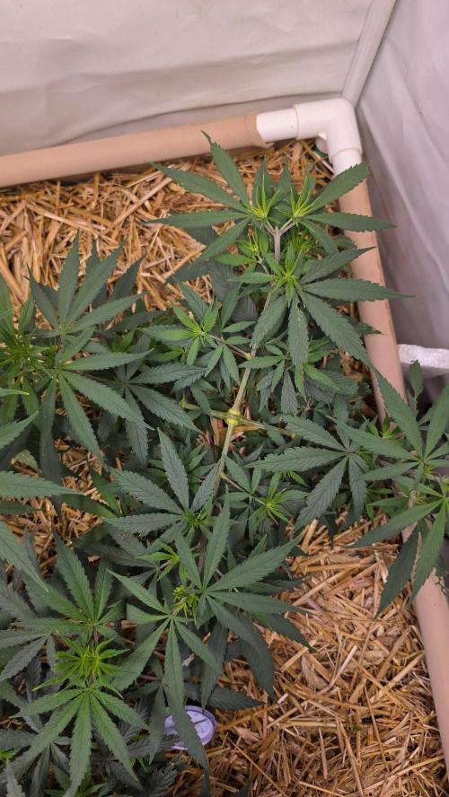 ACE once again. 3x Super Malawi Haze. Week 7 - SMH 2 Day 45