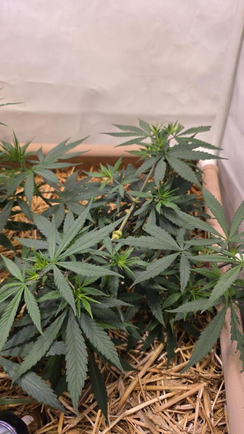 ACE once again. 3x Super Malawi Haze. Week 7 - SMH 2 Day 45
