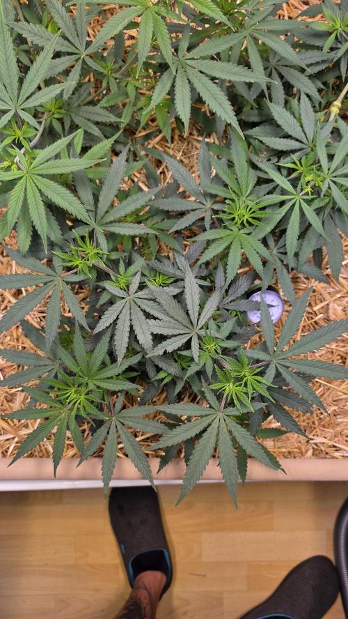 ACE once again. 3x Super Malawi Haze. Week 7 - SMH 3 Day 45