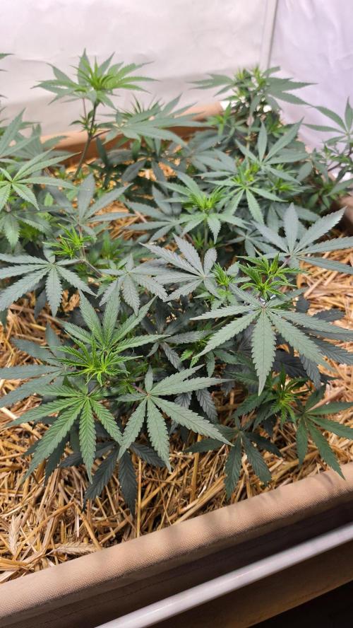 Super Malawi Haze. Week 7